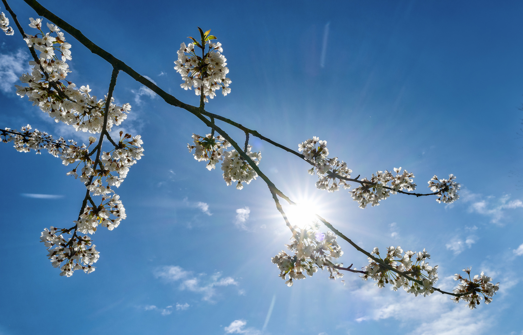 Kirschblüten-im-Gegenlicht  .   .   .