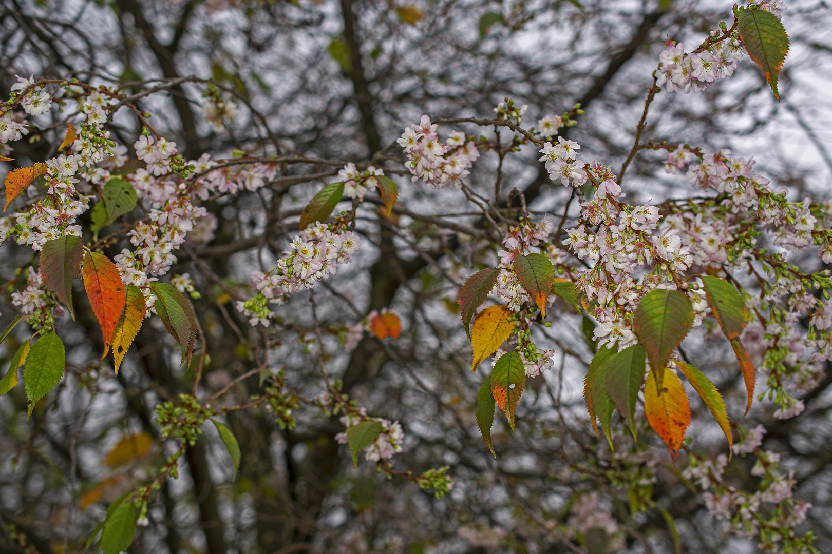 Kirschblueten im Herbst?