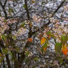 Kirschblueten im Herbst?