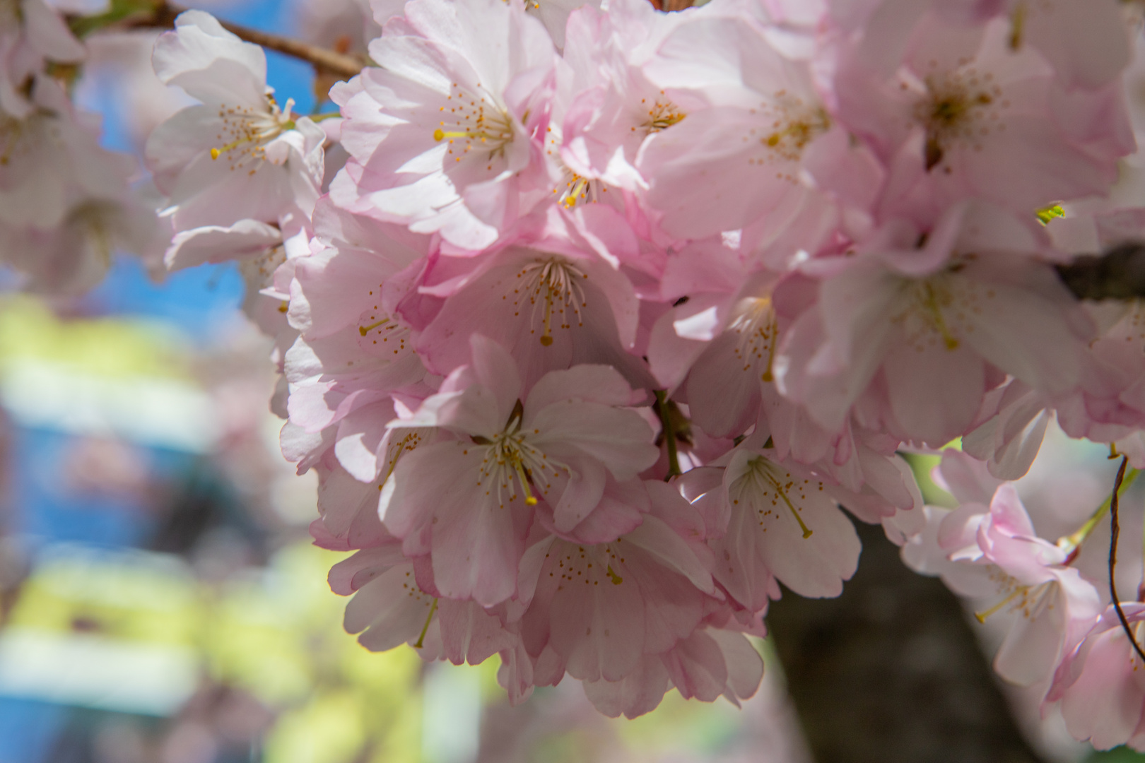 Kirschblüten im Hinterhof