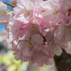 Kirschblüten im Hinterhof