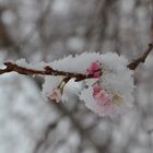 Kirschblüten im Januarschnee