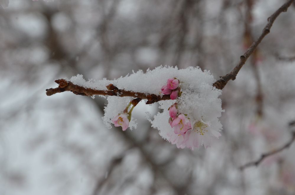 Kirschblüten im Januarschnee