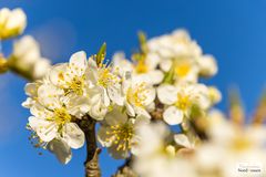 Kirschblüten im Kirschenland (I)