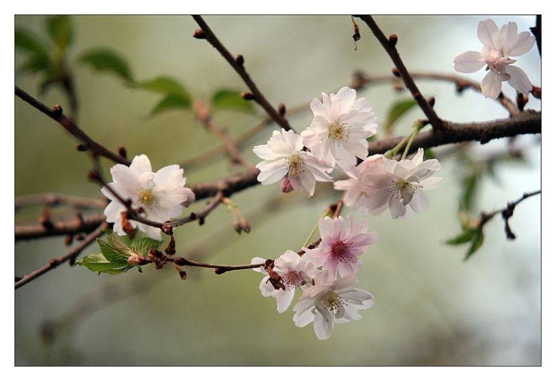 Kirschblüten im März