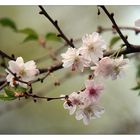 Kirschblüten im März