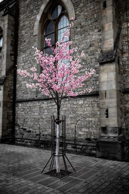 Kirschblüten im März