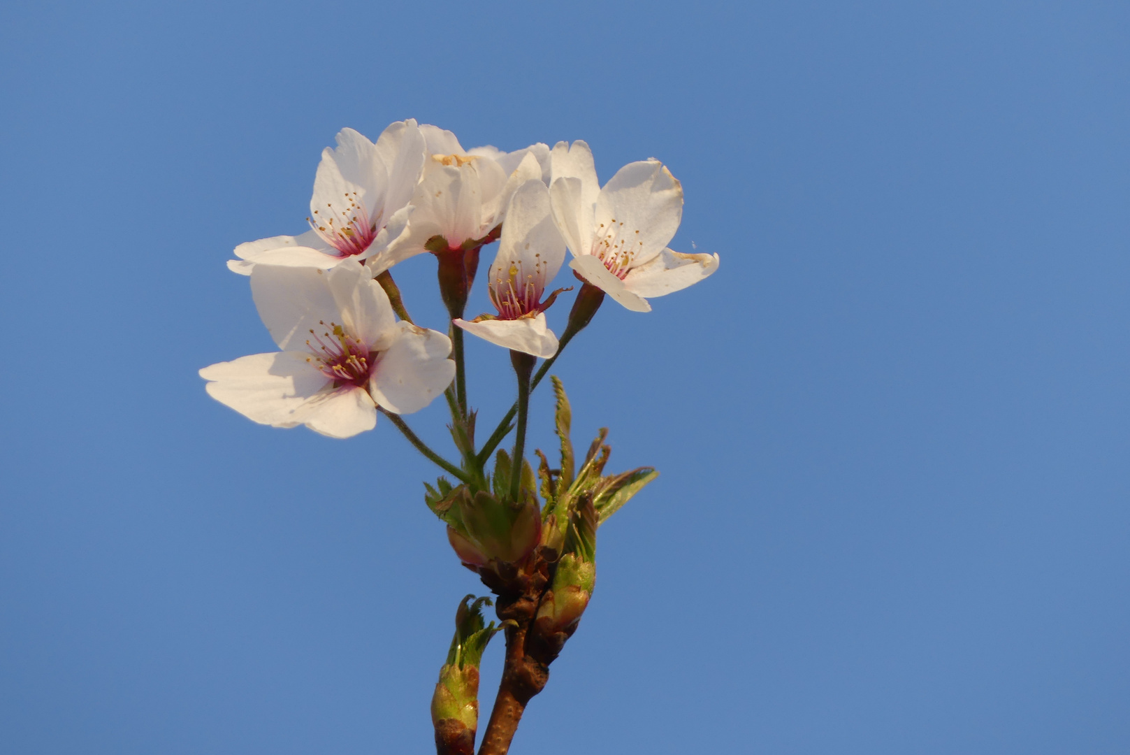 Kirschblüten im März