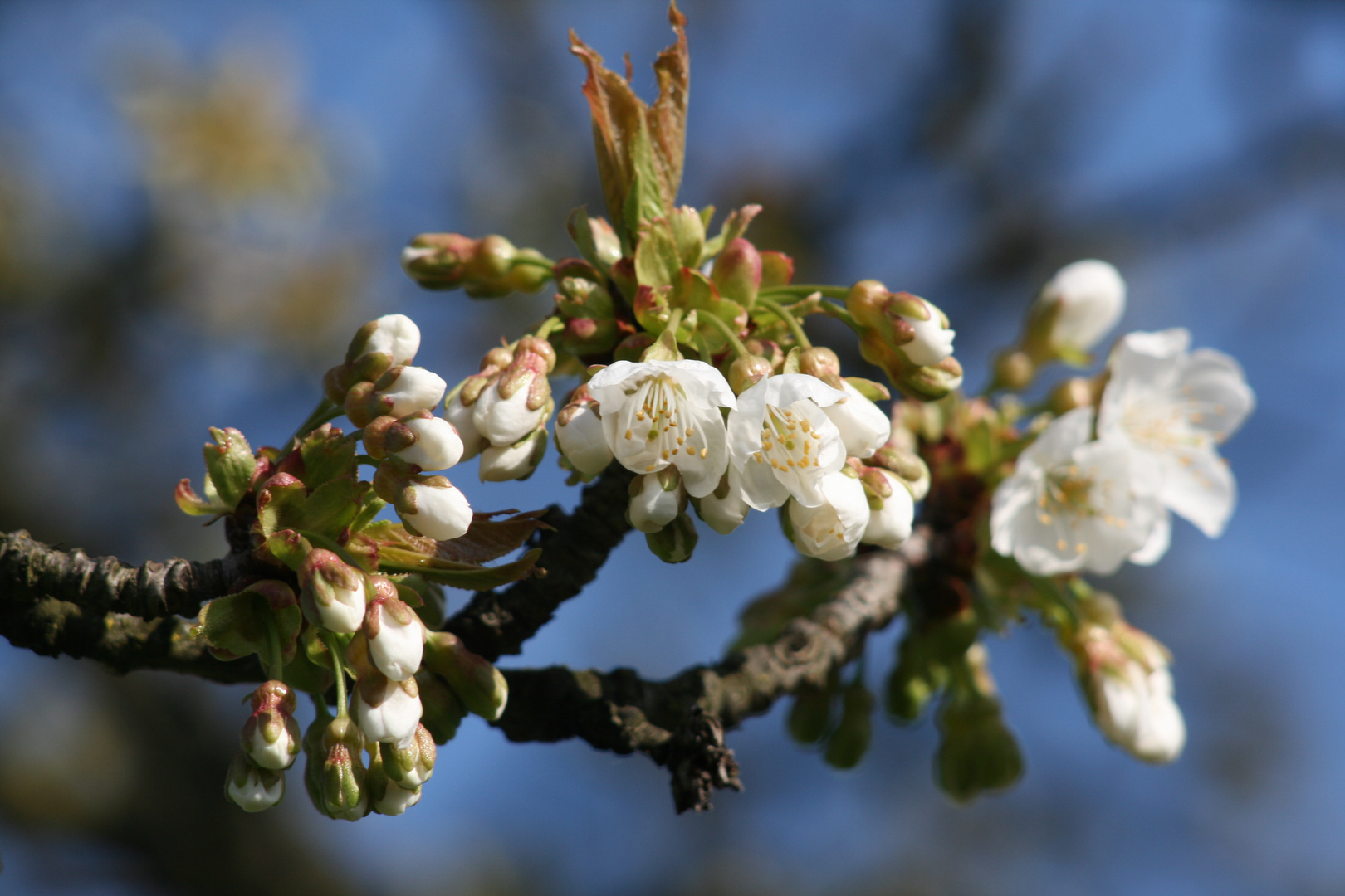 kirschblüten im Markgräflerland