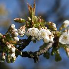 kirschblüten im Markgräflerland