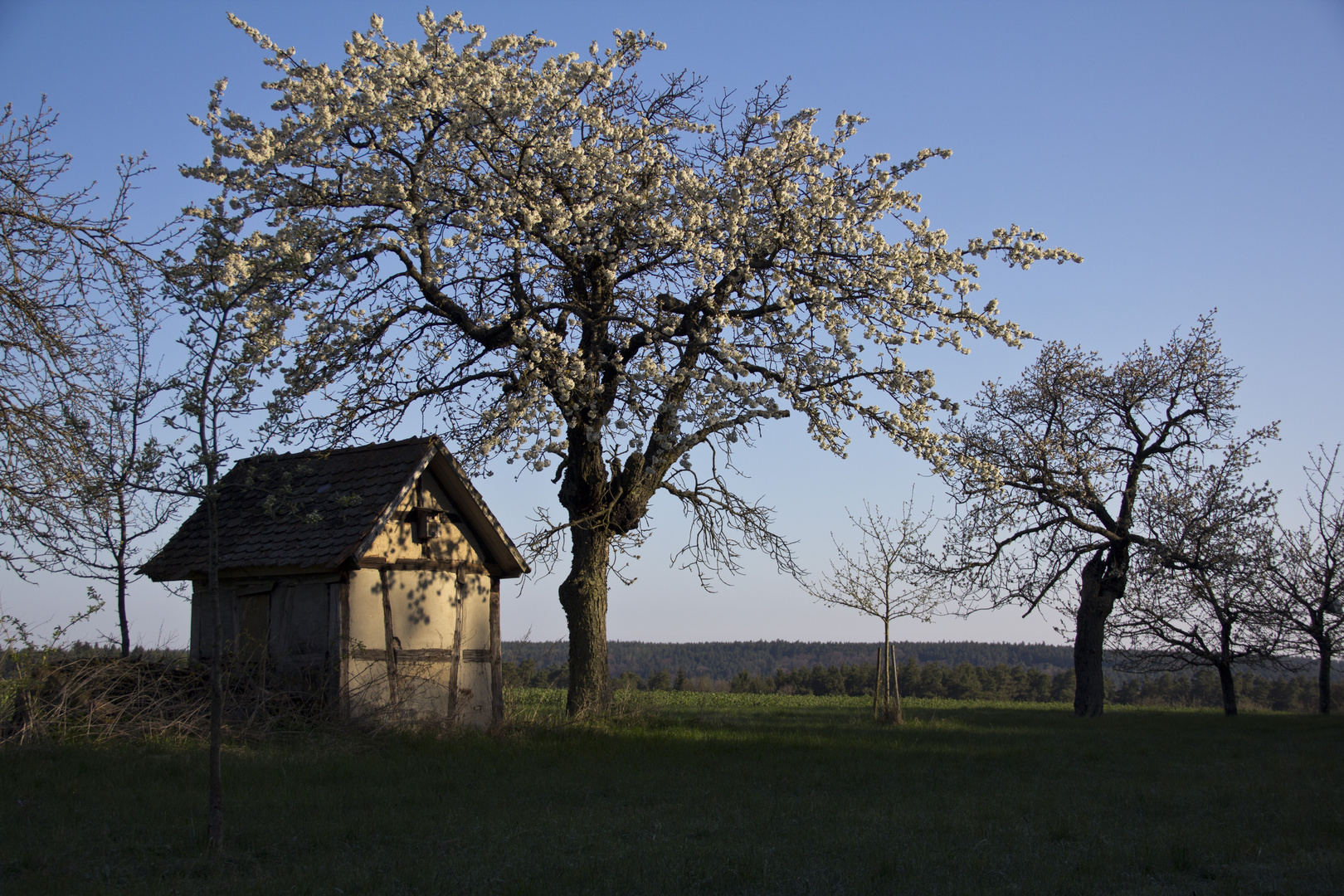 Kirschblüten im Morgenlicht 3