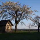 Kirschblüten im Morgenlicht 3