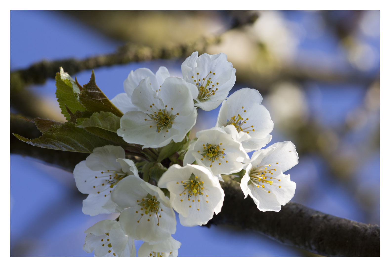 Kirschblüten im Morgenlicht 4