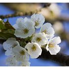 Kirschblüten im Morgenlicht 4