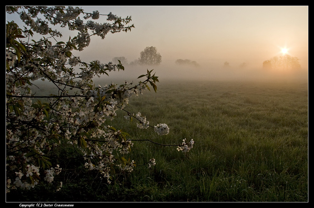 Kirschblüten im Morgennebel - Cherry blossoms in the morning dew