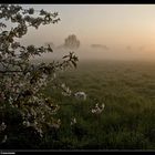 Kirschblüten im Morgennebel - Cherry blossoms in the morning dew