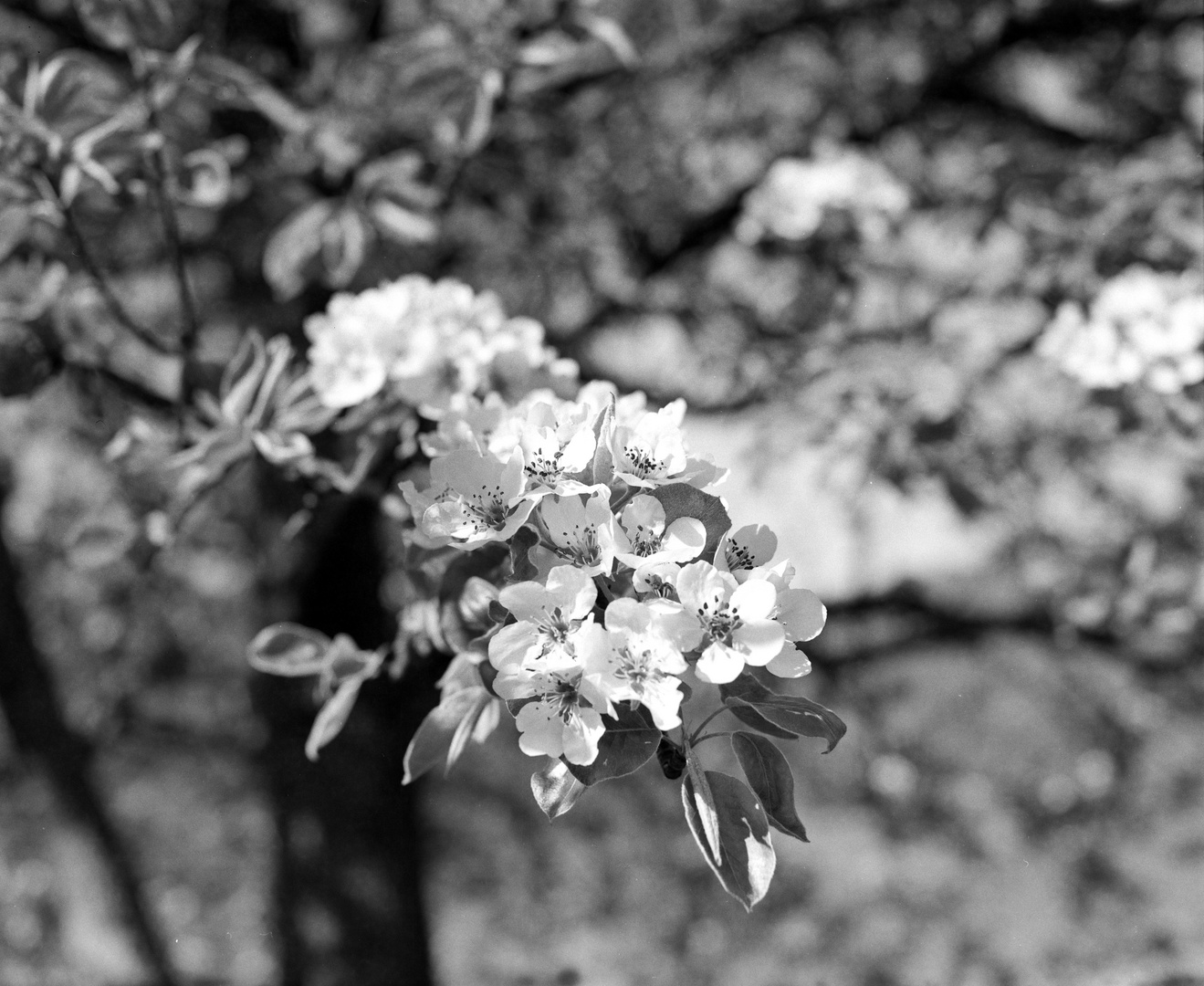 Kirschblüten im Neidlinger Tal