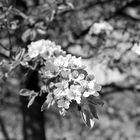 Kirschblüten im Neidlinger Tal