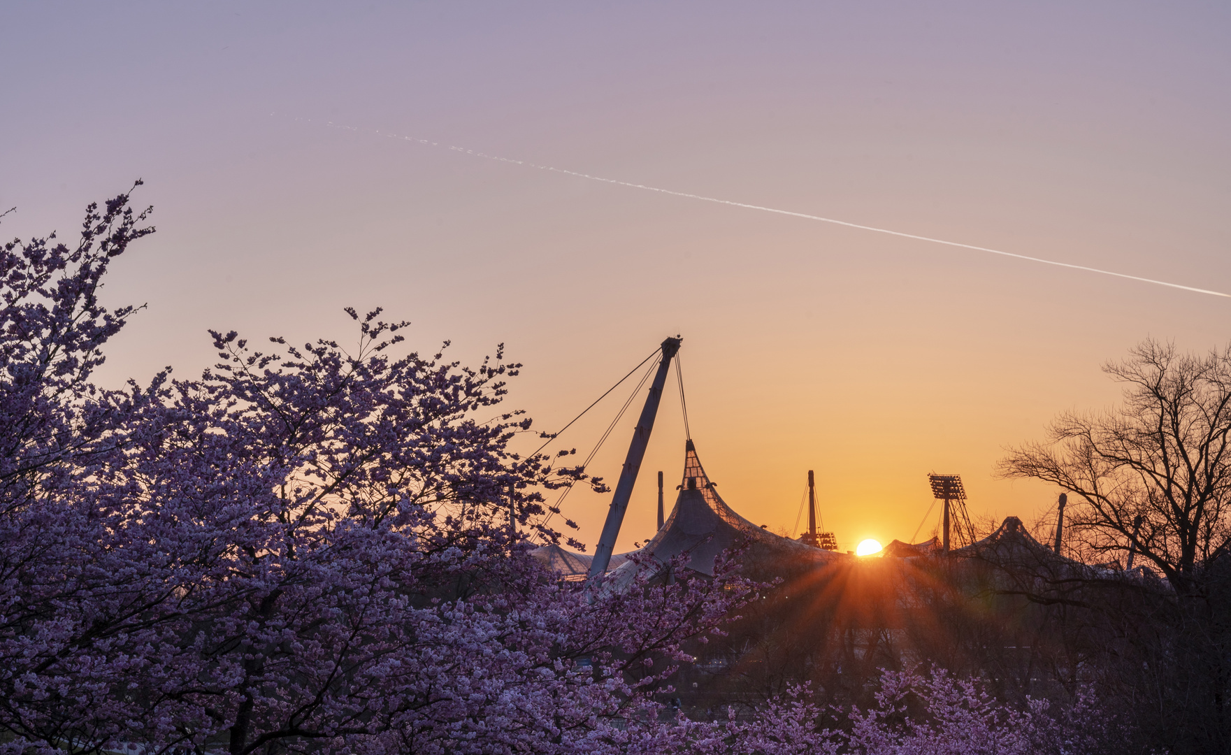 Kirschblüten im Olympiapark München Foto & Bild deutschland, europe, bayern Bilder auf