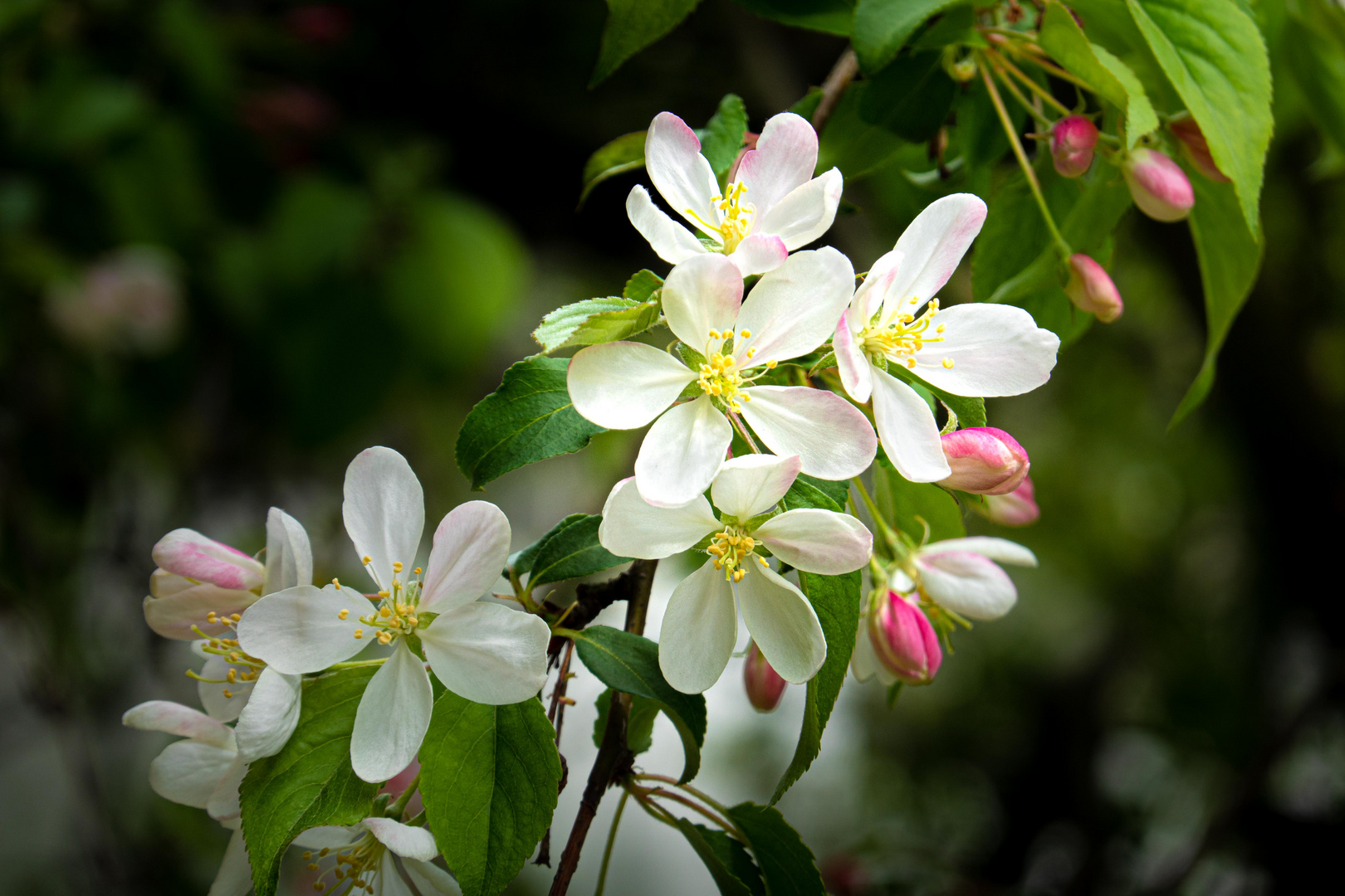 Kirschblüten im Park