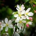 Kirschblüten im Park