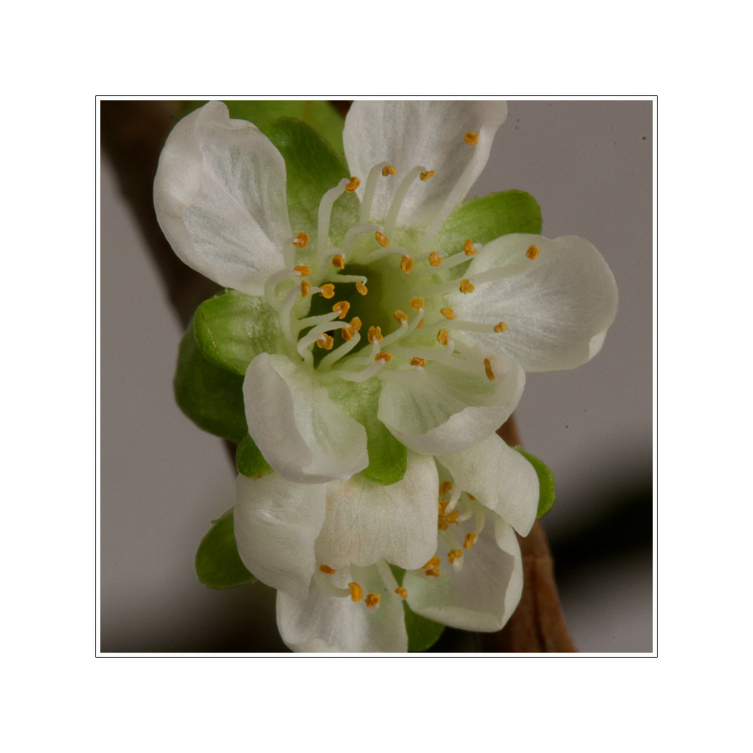 Kirschblüten im Quadrat