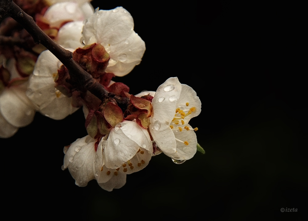 kirschblüten im regen