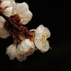 kirschblüten im regen