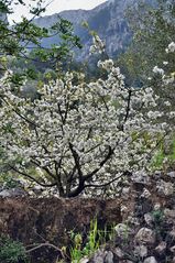 Kirschblüten im Schatten der Berge