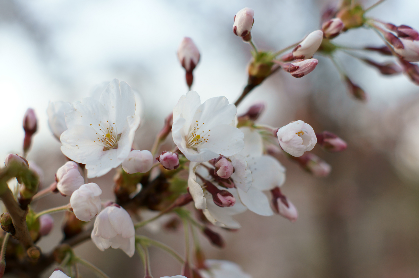 Kirschblüten im Schillerpark