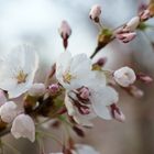 Kirschblüten im Schillerpark