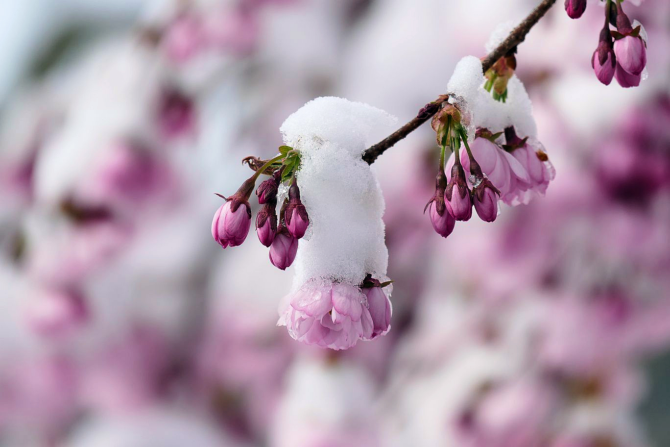 Kirschblüten im Schnee1