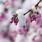 Kirschblüten im Schnee1