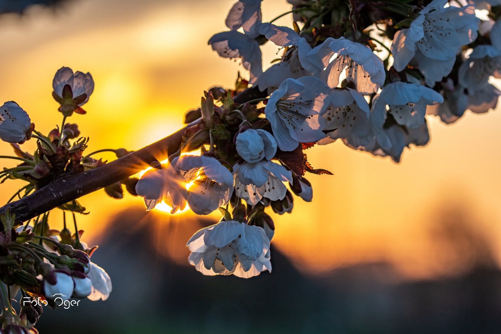 Kirschblüten im Sonnenaufgang 