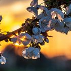 Kirschblüten im Sonnenaufgang 