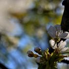 Kirschblüten im Sonnenlicht