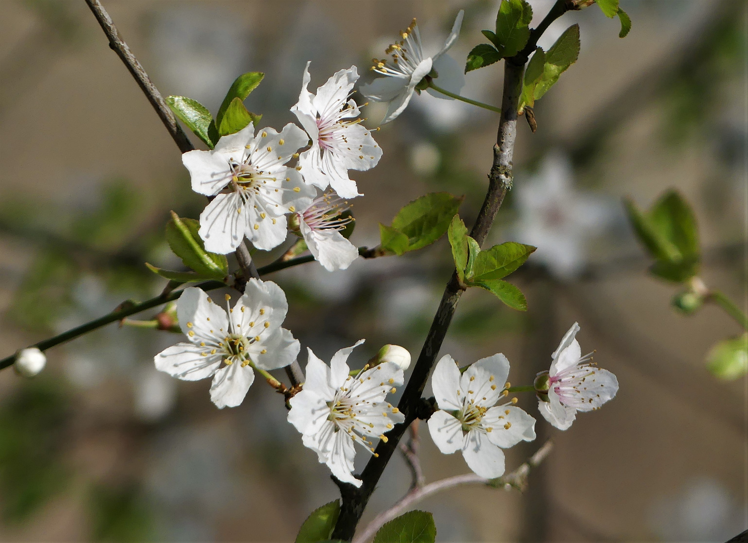 Kirschblüten im Sonnenschein