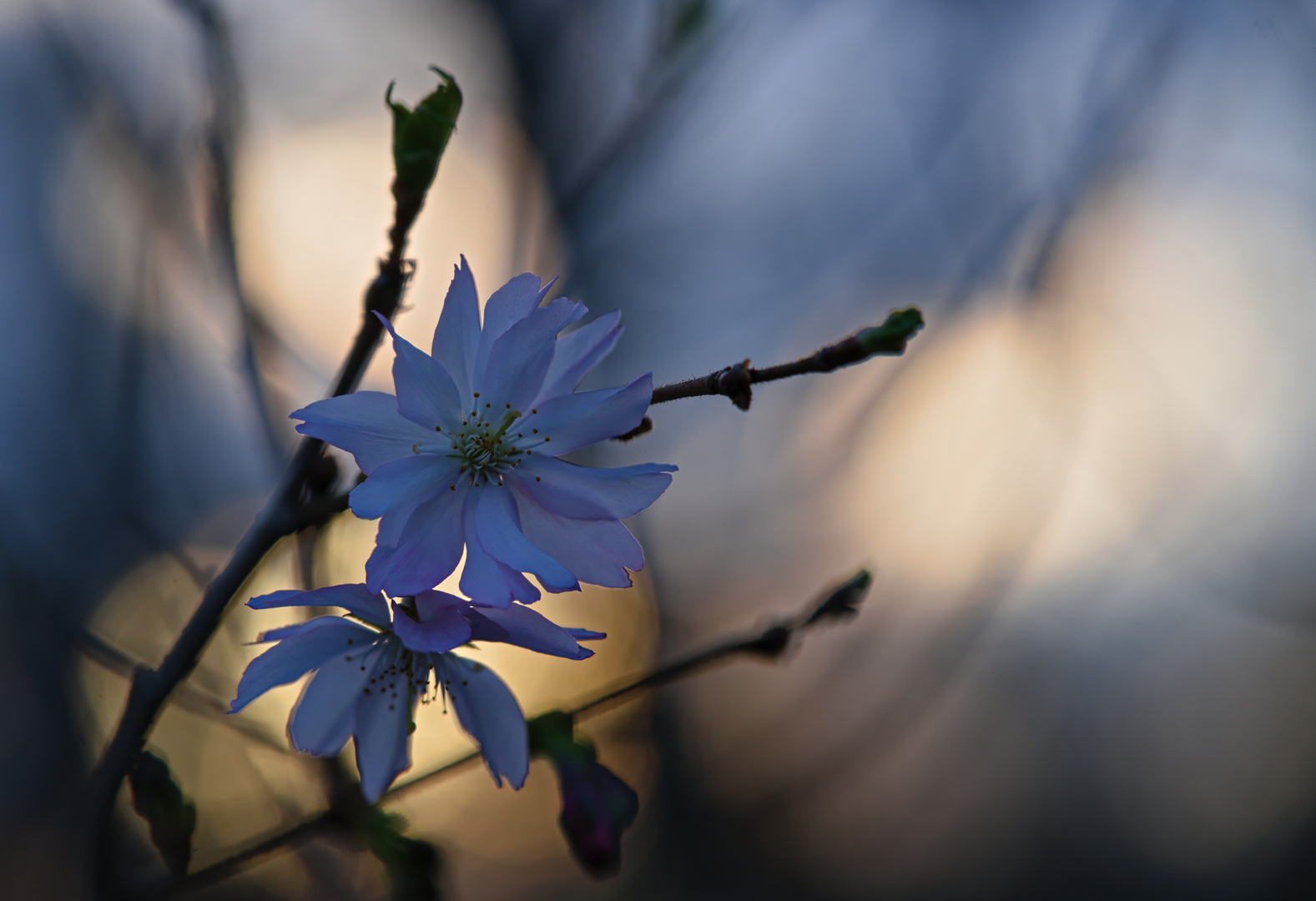 Kirschblüten im Sonnenuntergang