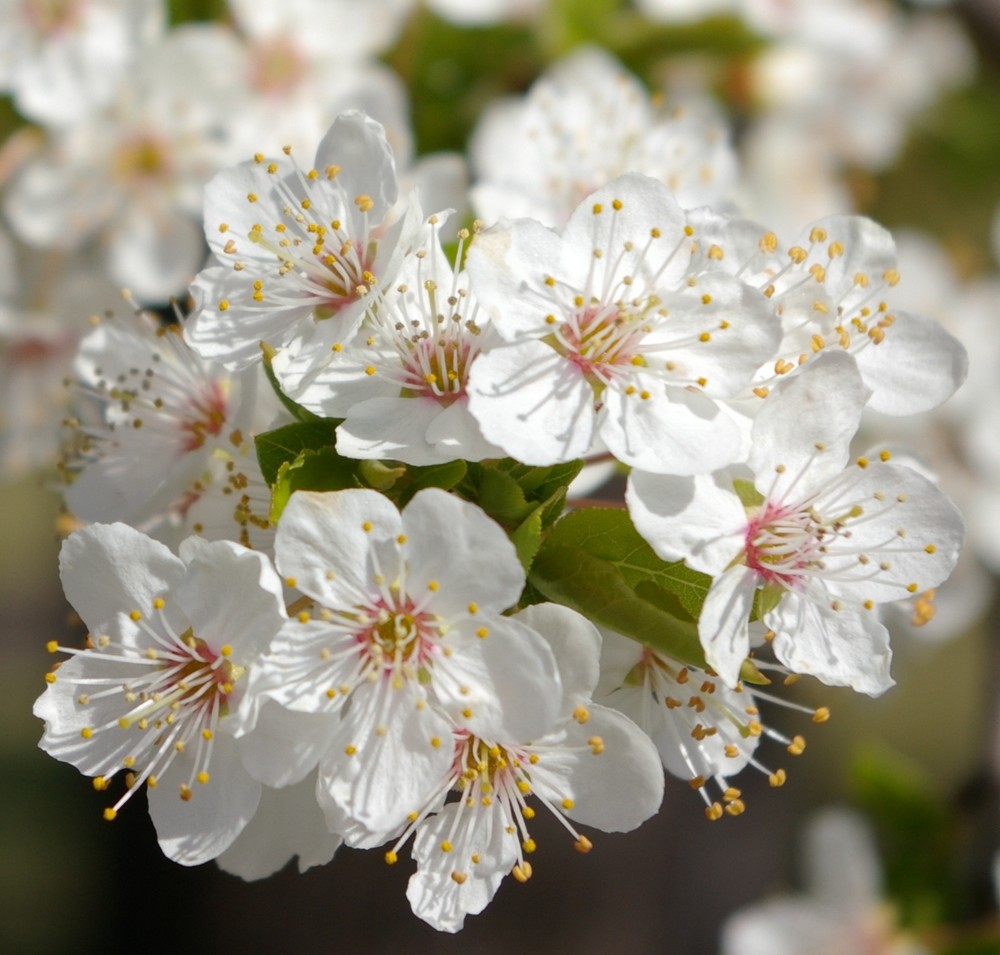 Kirschblüten im Tessin