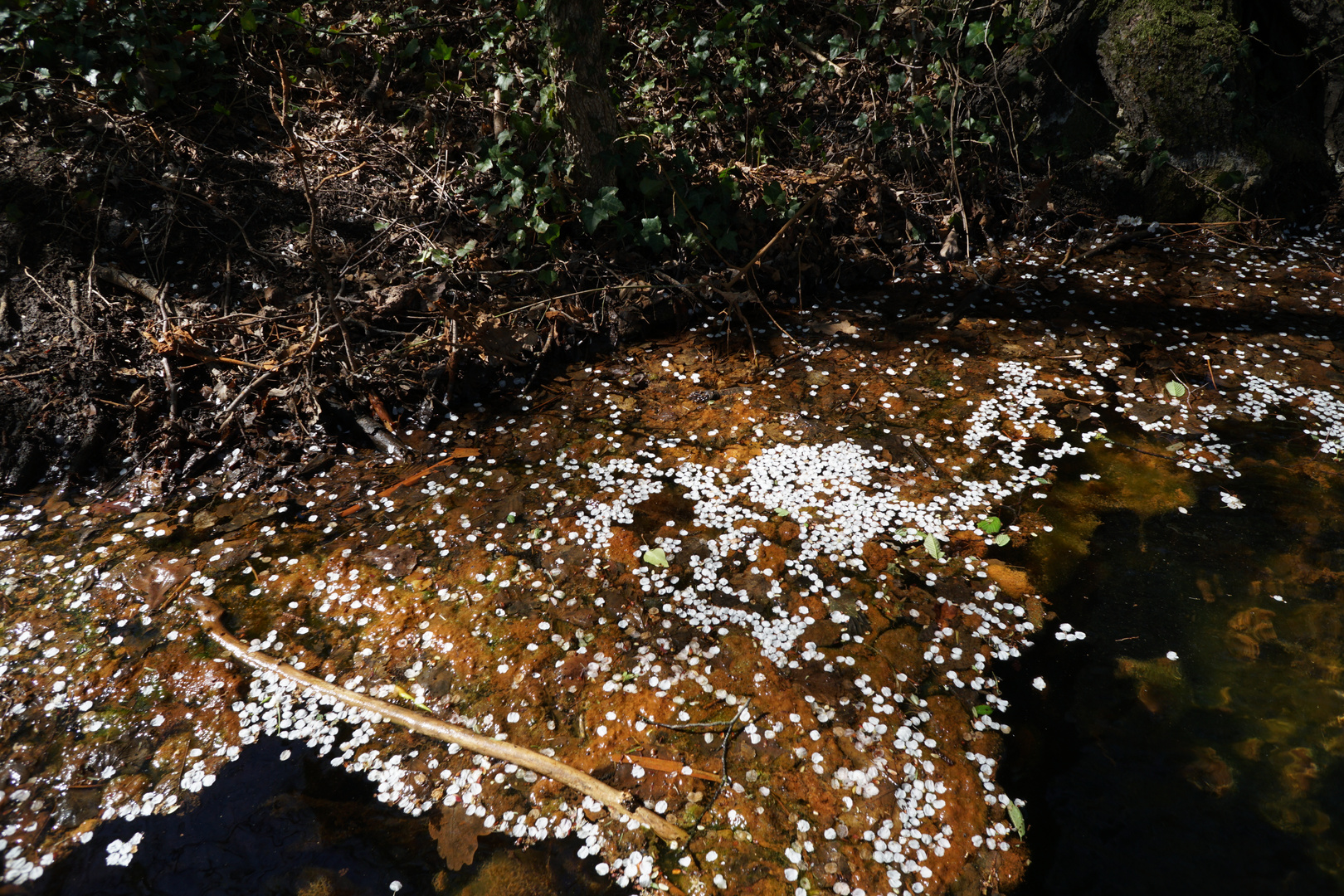 Kirschblüten im Wasser, bzw. Schlamm und Blätter vom Vorjahr