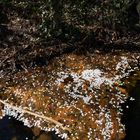 Kirschblüten im Wasser, bzw. Schlamm und Blätter vom Vorjahr