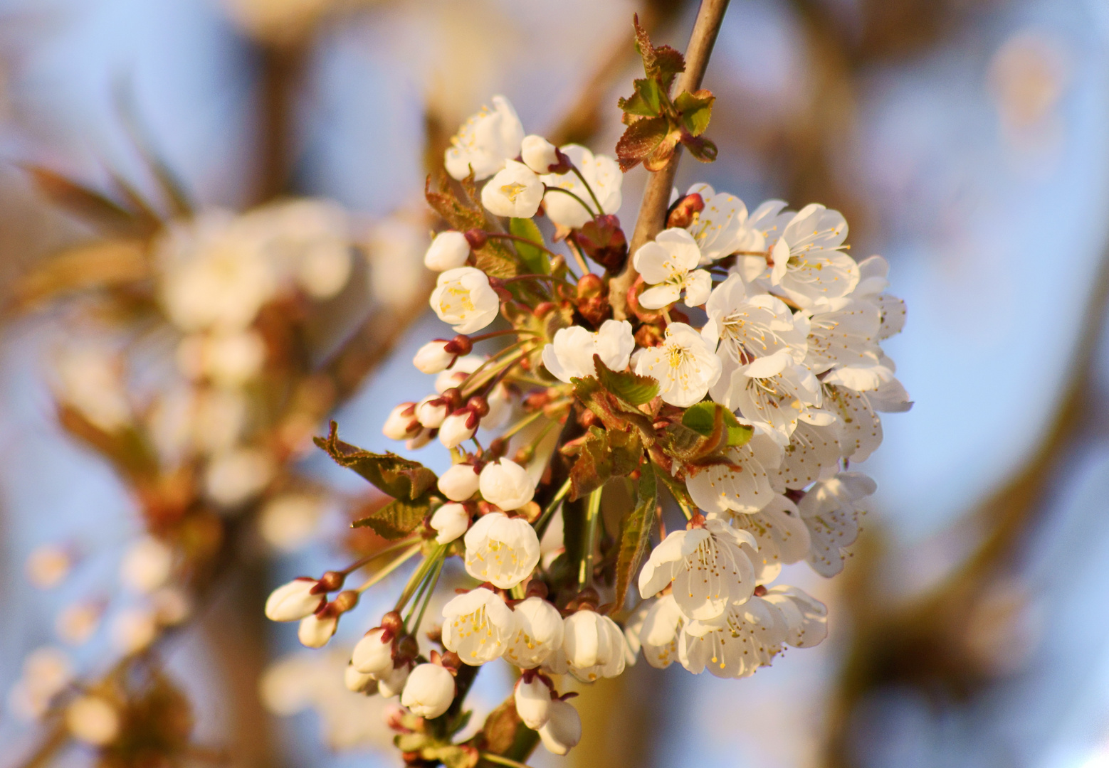 Kirschblüten im Wildwald Vosswinkel