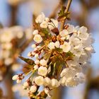 Kirschblüten im Wildwald Vosswinkel