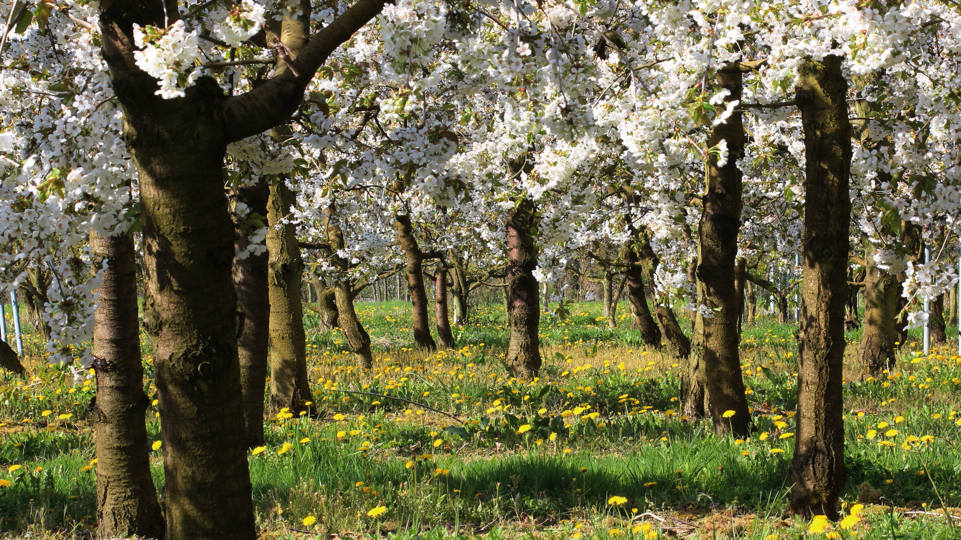 Kirschblüten in Axberg