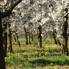 Kirschblüten in Axberg