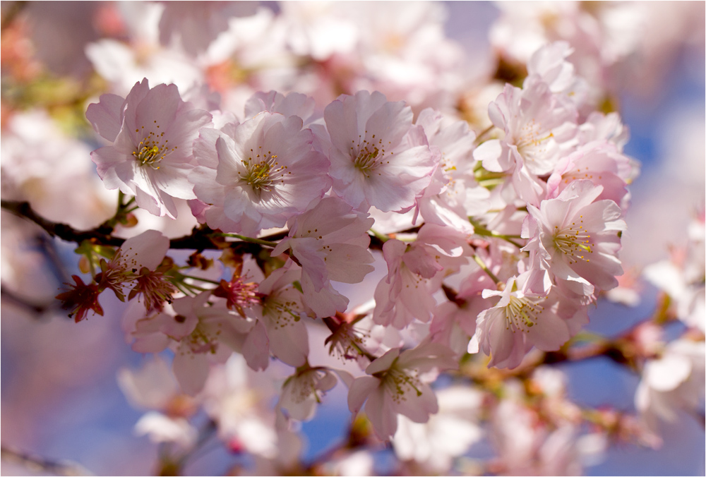 Kirschblüten in Bad Friedrichshall