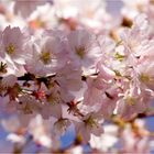 Kirschblüten in Bad Friedrichshall