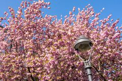 Kirschblüten in Bonn