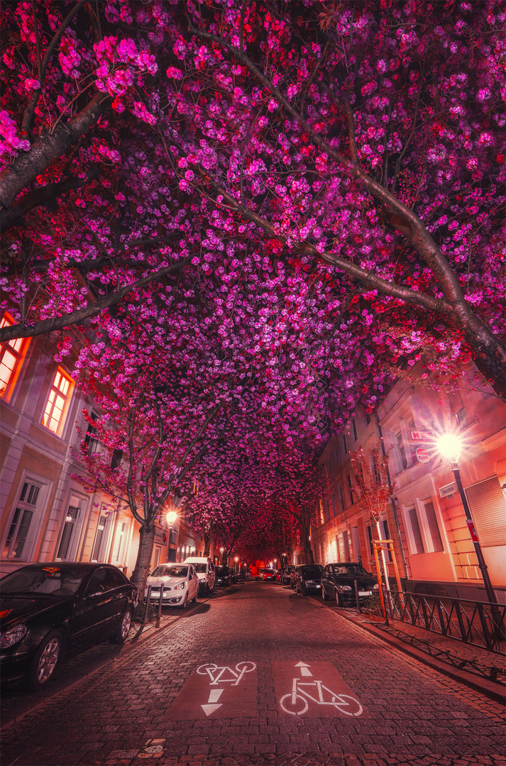 Kirschblüten in Bonn