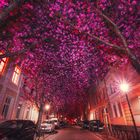 Kirschblüten in Bonn